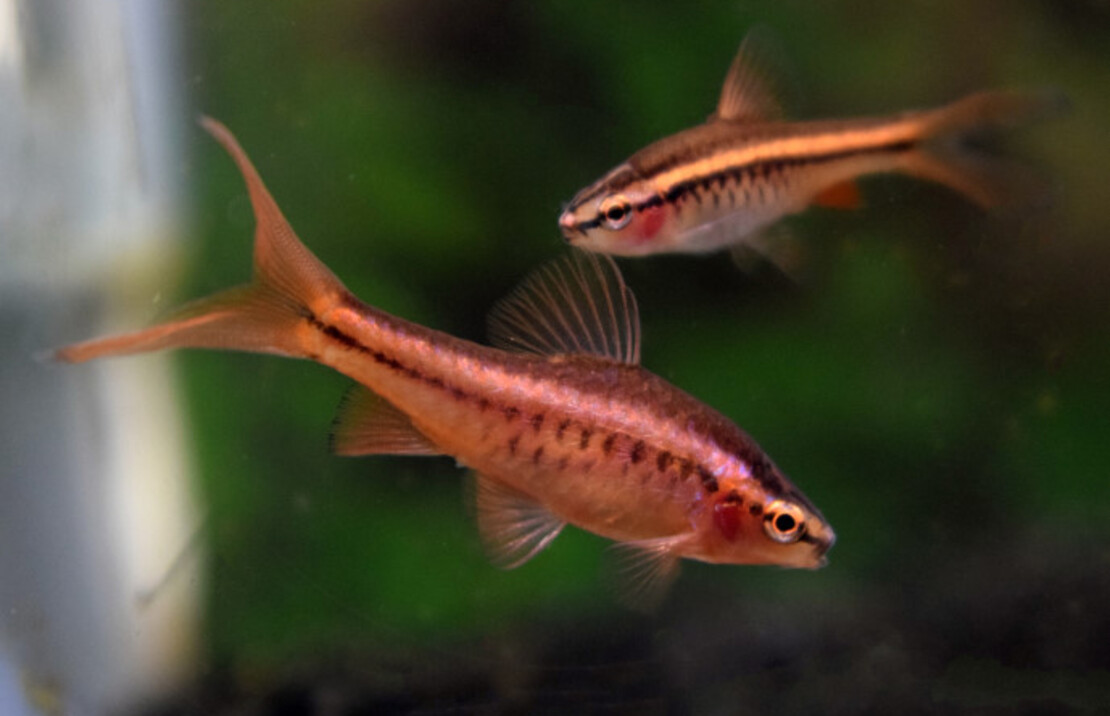 Cherry Barb Long Fin