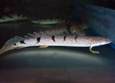 Polypterus