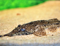 Hemiodontichthys Acipenserinus