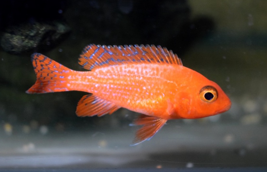 Aulonocara Dragon Blood