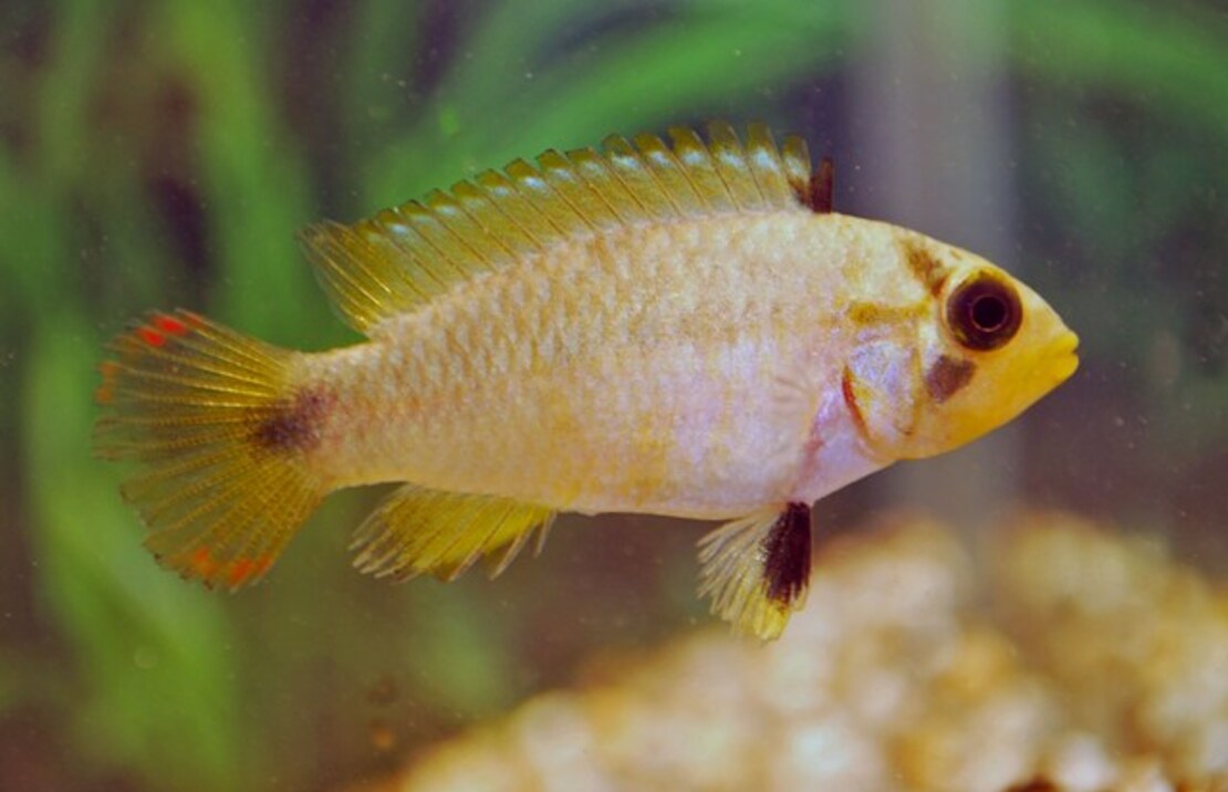 CichlidÉ Nain Panduro