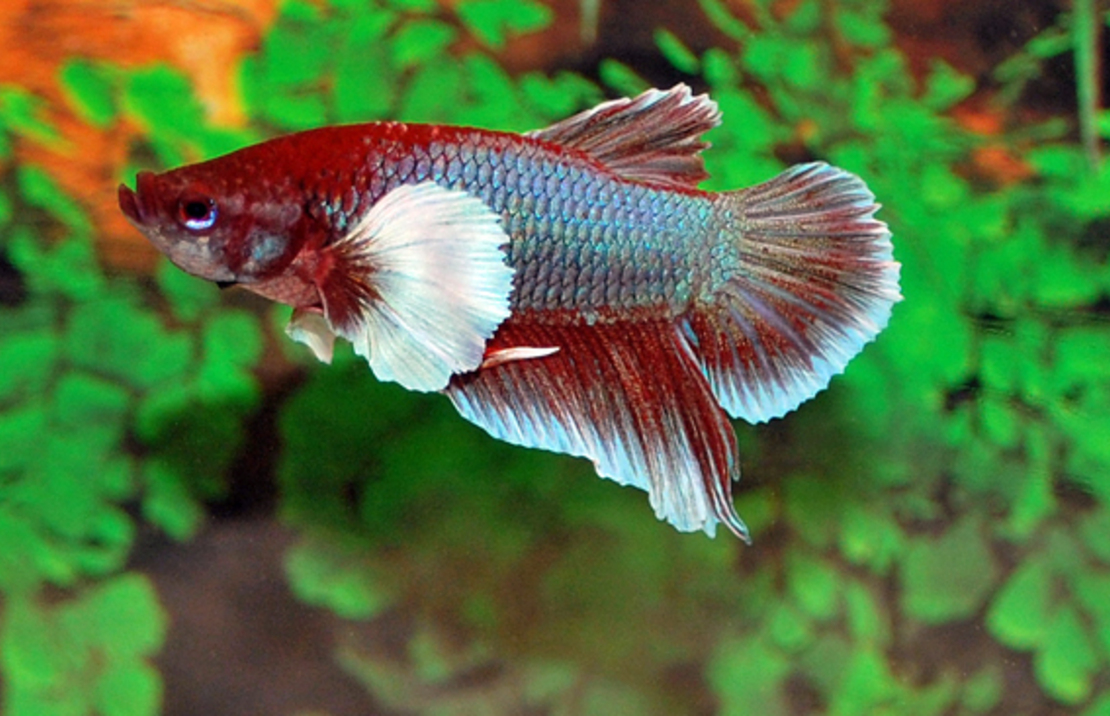 Betta Dumbo Ear Male