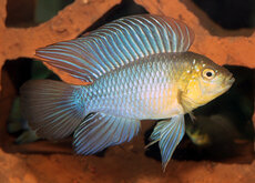 Apistogramma
