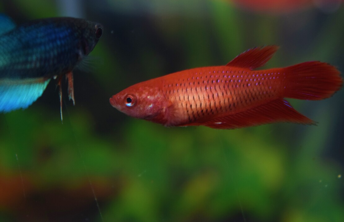 Betta Female