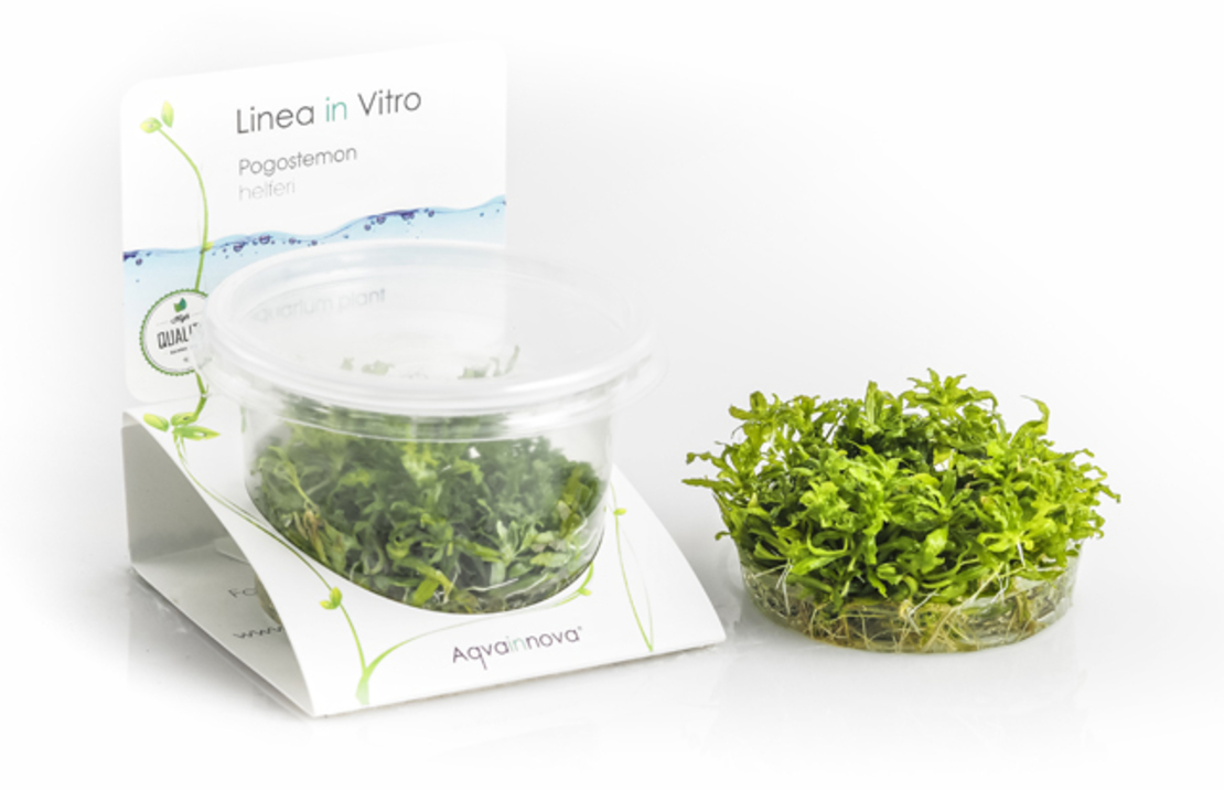 Pogostemon Helferi - In Vitro Cup