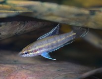Gourami RÉglisse Bintan