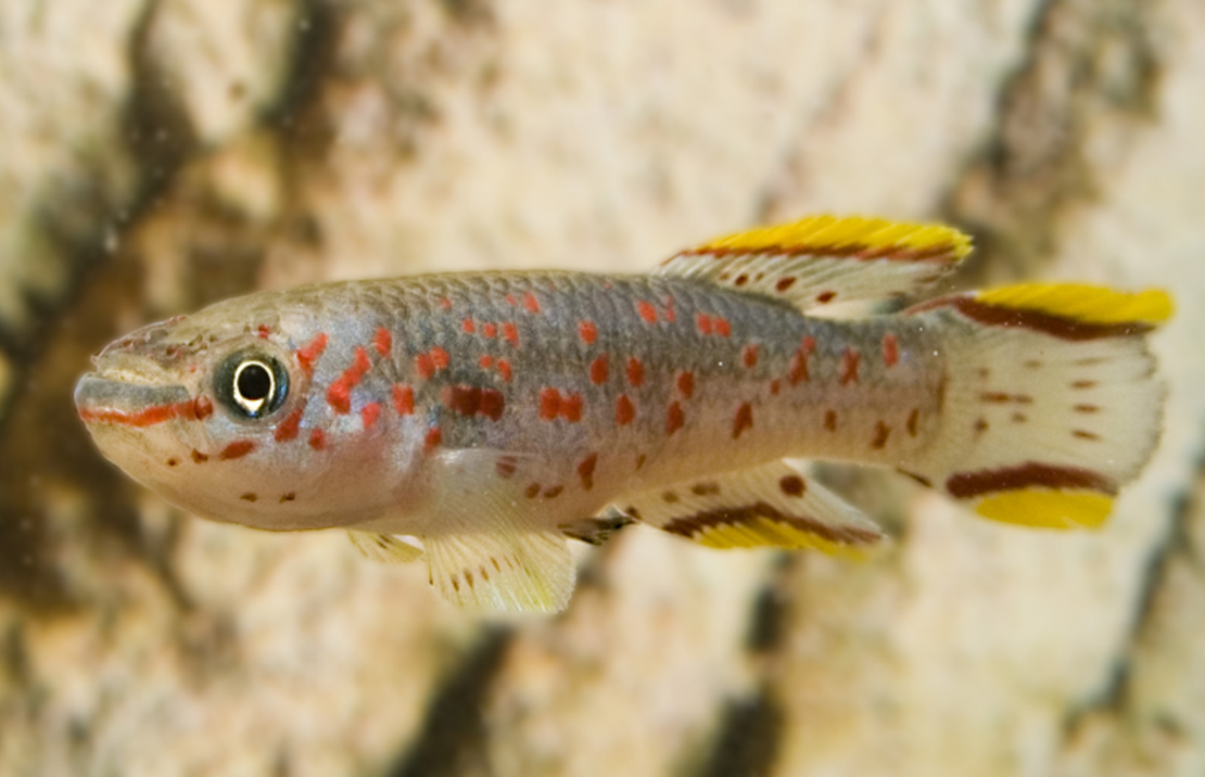 Steel Blue Killifish