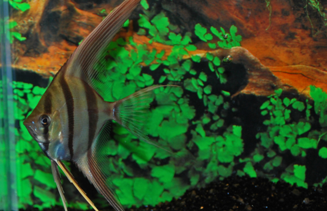 Altum Skalar (inirida)