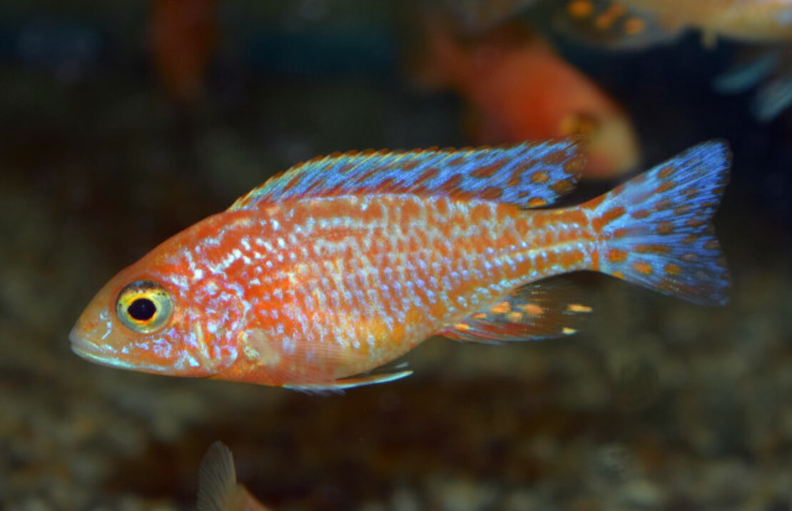 Aulonocara Fire Fish