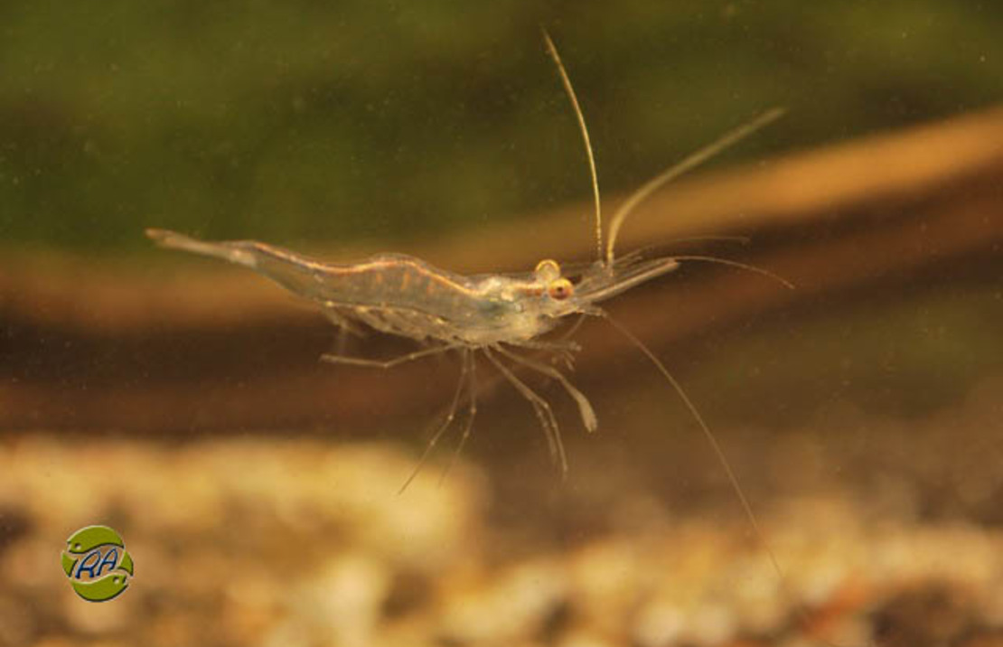 Afrikaanse Zweefgarnaal