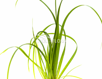 Cyperus Helferi - Pe