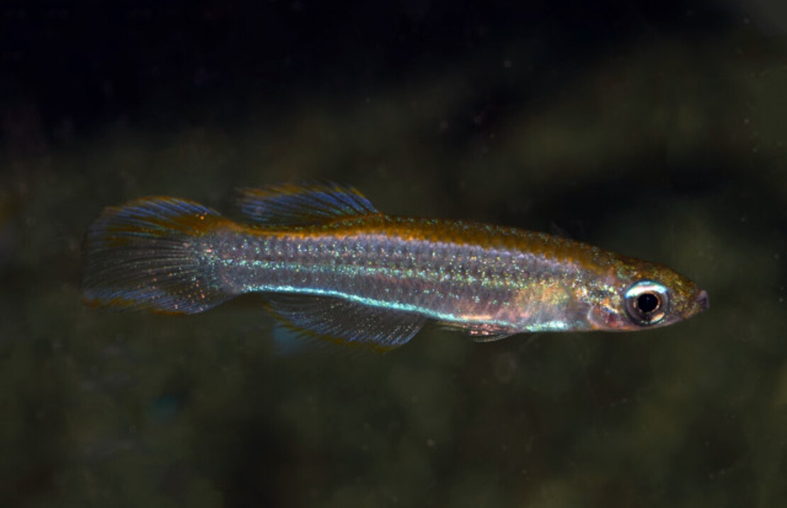 Lichtoogje Luxophthalmus