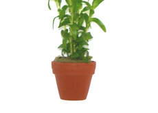 Terra-cotta Pots 3cm