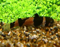 Poisson-chat Bourdon