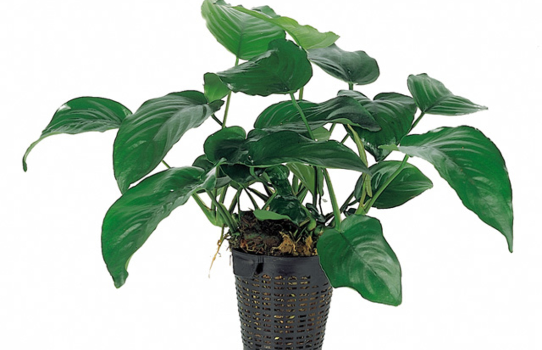 Anubias Barteri - Xl