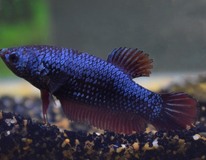 Combattant King (femelle)