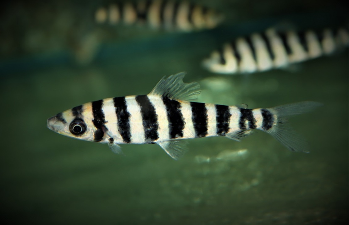 LÉporinus À Bandes