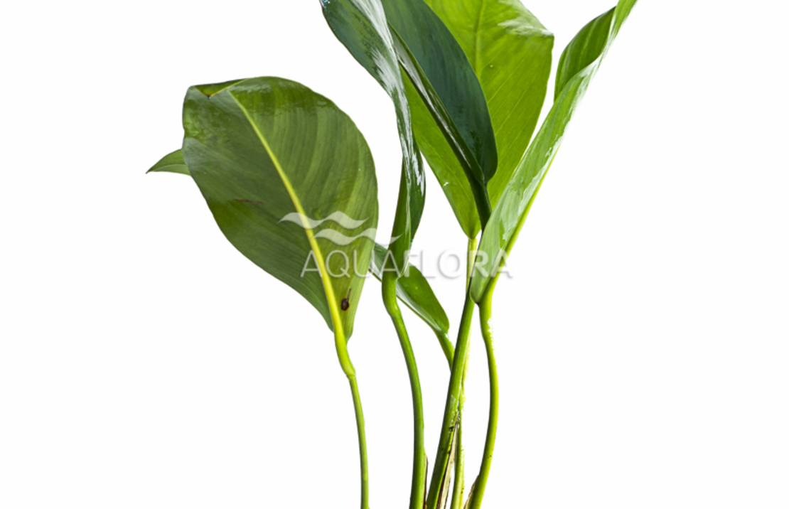 Anubias Congensis - Pe