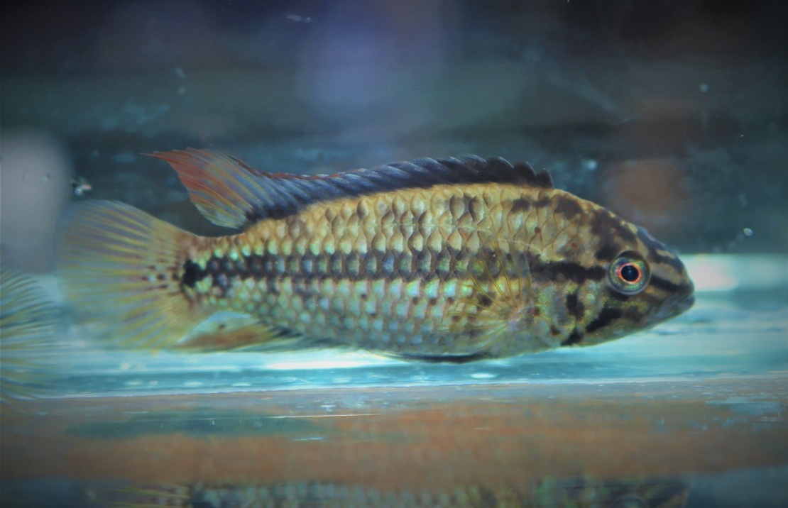 Apisto À Kullanderi