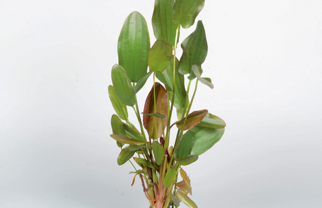 Echinodorus 'red Chili' - Pe