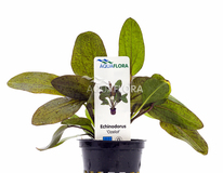Echinodorus 'ozelot' - Pe