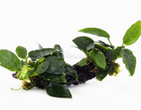 Anubias Driftwood M (20-30cm) - Dw