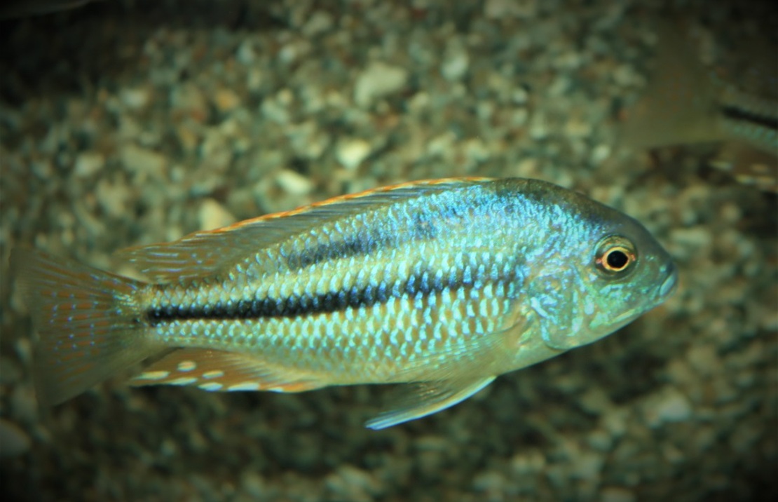 Blauer Malawi-tilapia