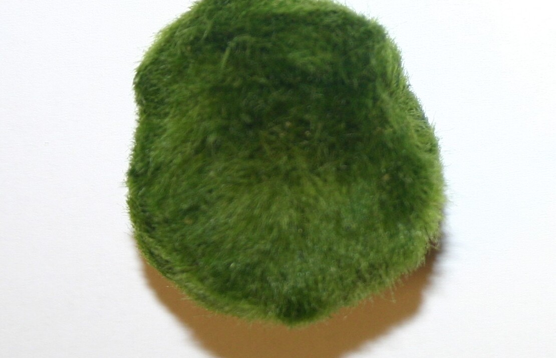 Cladophora Aegagropila Xl (5-7cm) - La