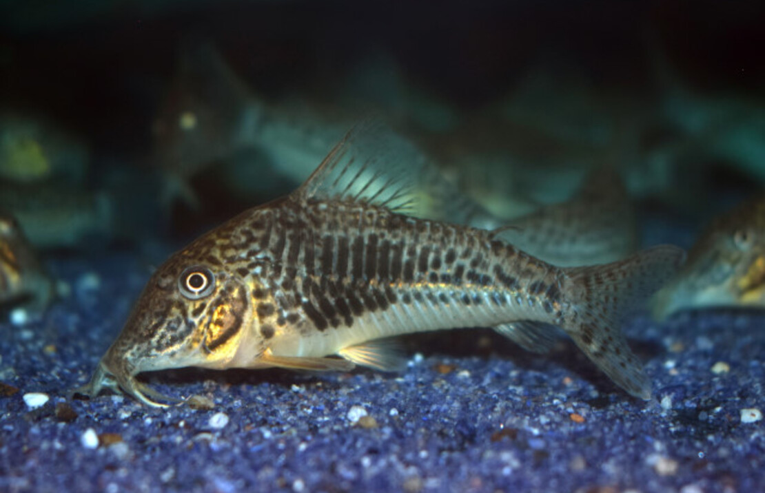 Corydoras Sarareensis
