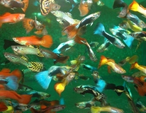 Guppy Mix Mann