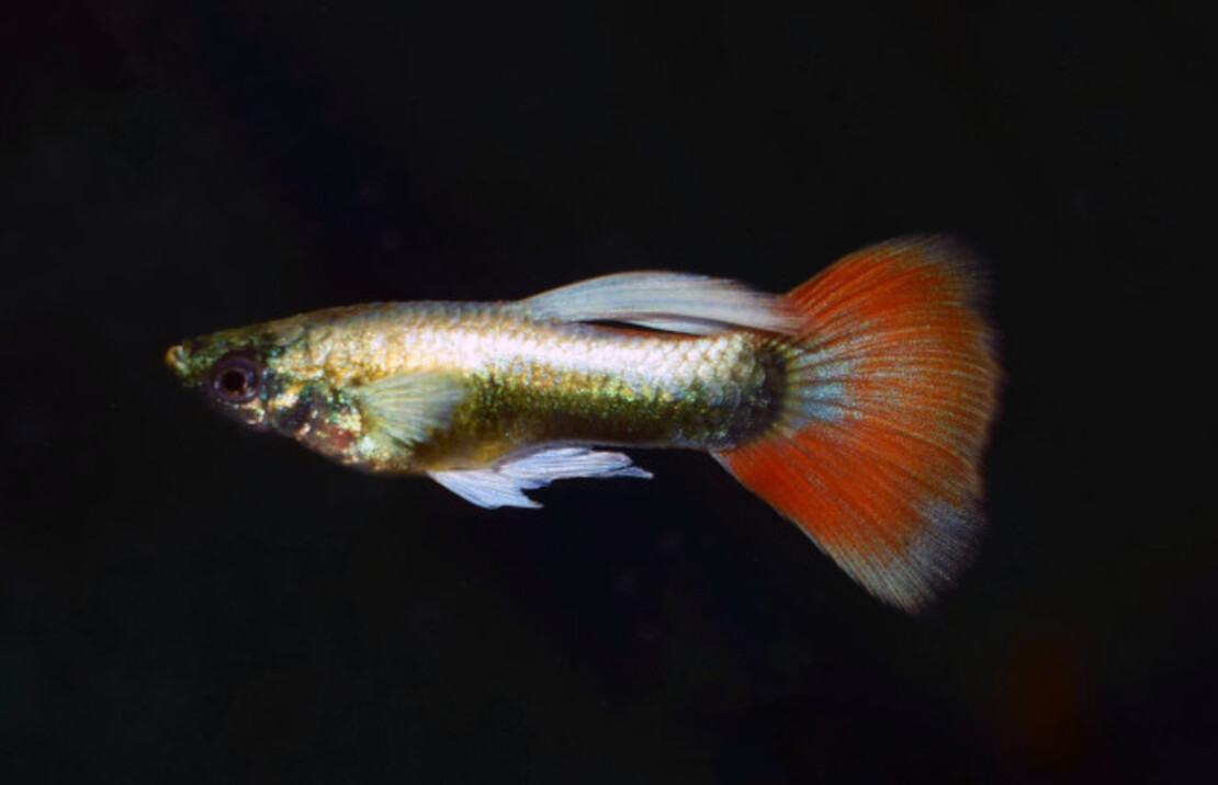 Guppy Weihnachtsmann