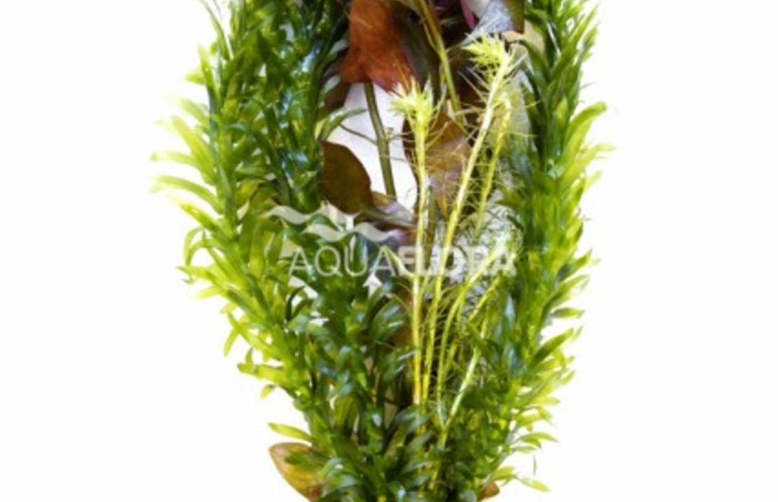 Terre-cuite Mix 3 Varietées Rouge - Ta