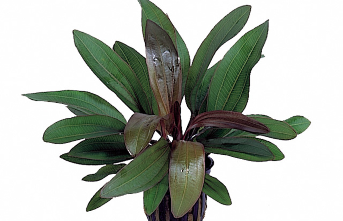 Echinodorus 'rubin' - Pe