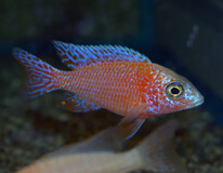 Aulonocara Fire Fish