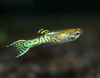 Guppy Endler Snakeskin Gold (m/f)