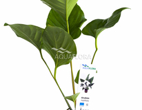 Anubias Hastifolia - Pe