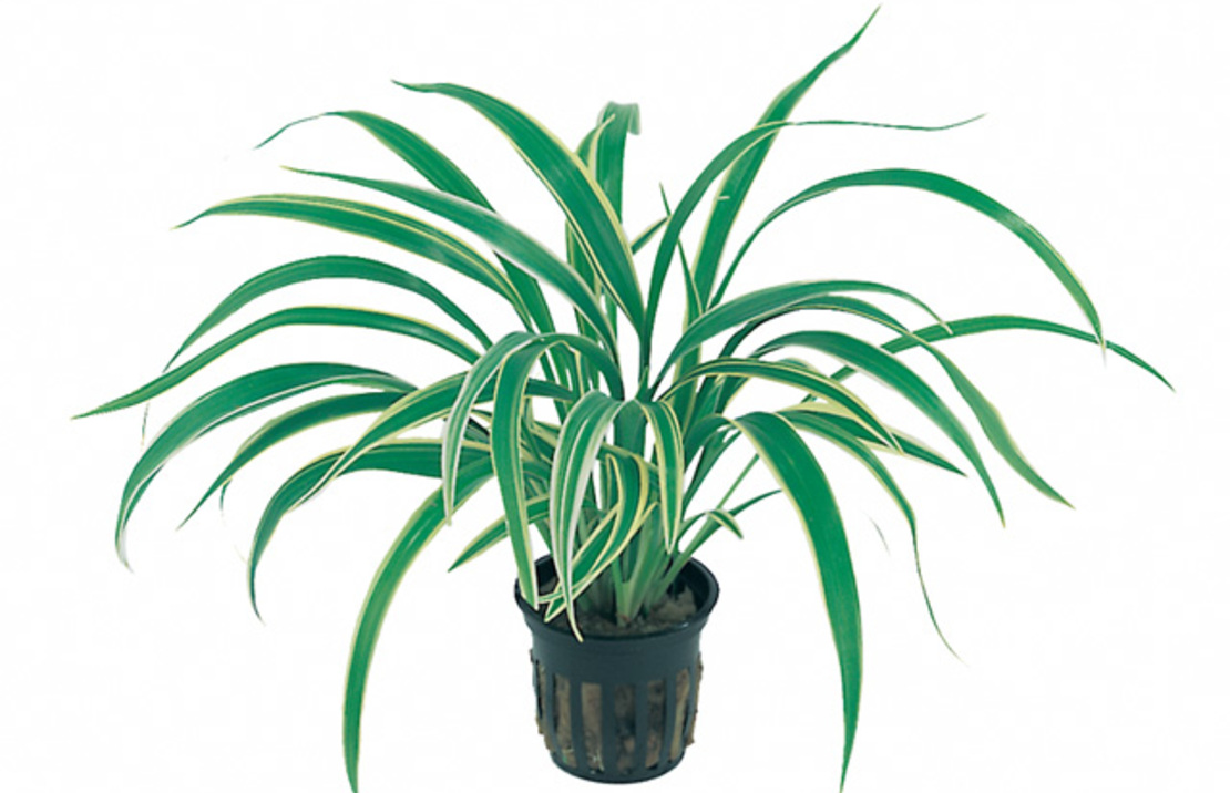 Chlorophytum Bichetii - Pt