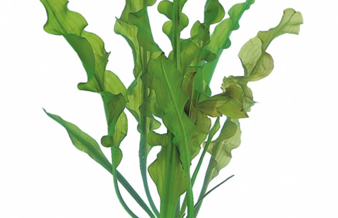 Aponogeton Ulvaceus - Ps