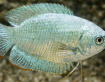 Dwarf Gourami Cobalt (m/f)
