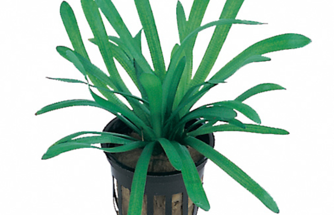 Sagittaria Subulata 'teres' - Pe