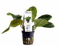 Anubias Barteri Var. Coffeifolia - Pe