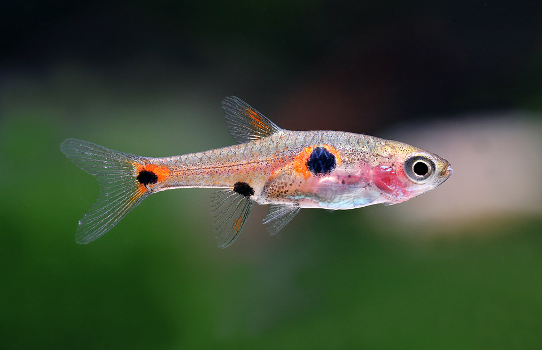 Rasbora Nain