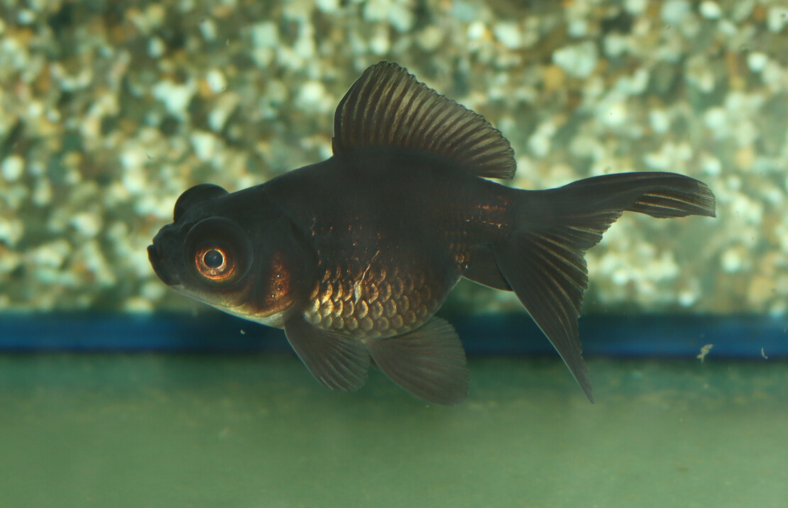 Sluier Telescoop Zwart