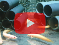 PolyptÈre Du SÉnÉgal Albino