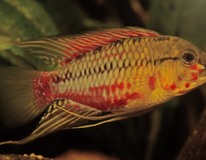 CichlidÉ Nain Hongsloi