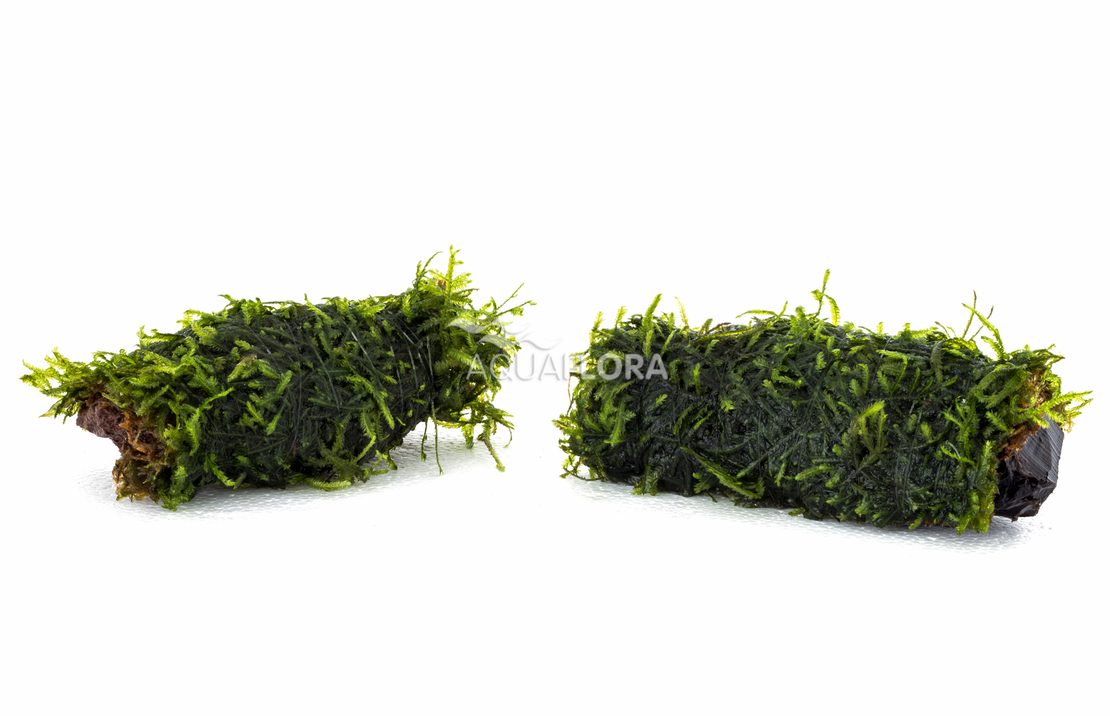 Vesicularia Sur Racine Nano (5-7cm) - Dw