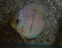 Discus Heckel Curidiqui