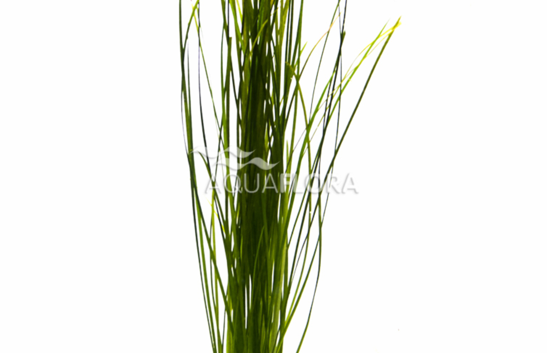 Vallisneria Nana - Ps