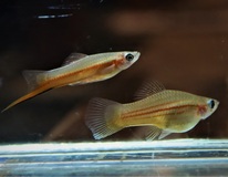 Zwaarddrager Yucatan