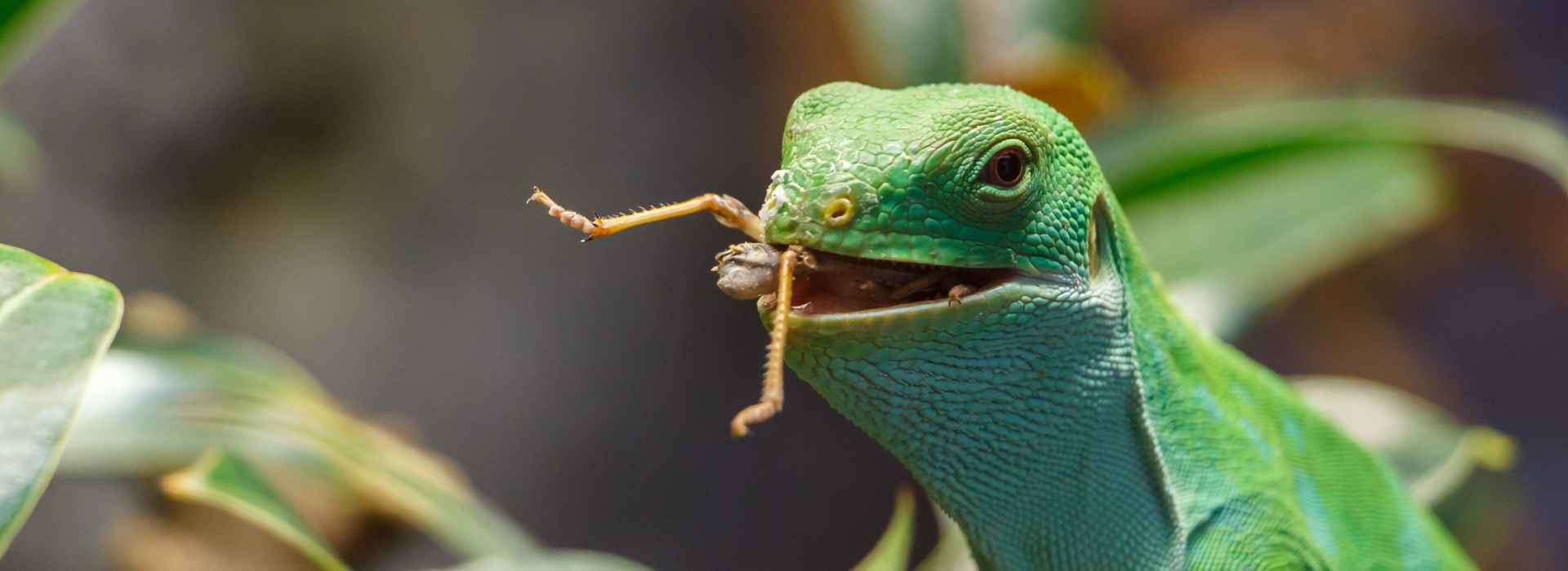 Ruinemans Group : Partner für die Zoohandlung